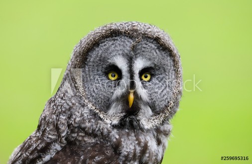 Picture of A close up portrait of the face of a Great Grey Owl Strix nebulosa
